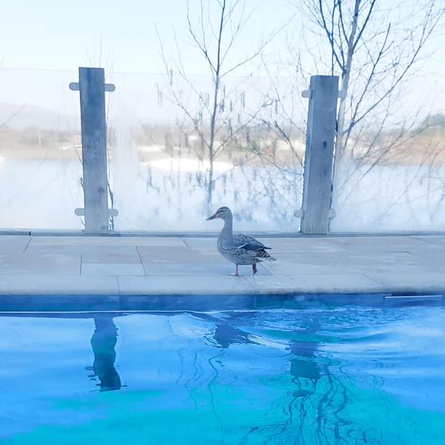Lakeside Serenity